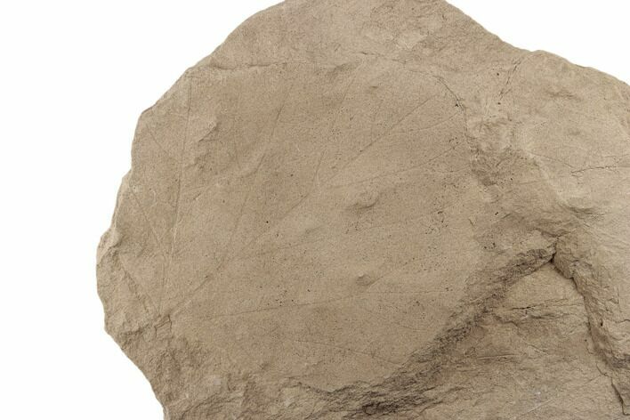 Miocene Fossil Leaf (Alnus) - Idaho #189100